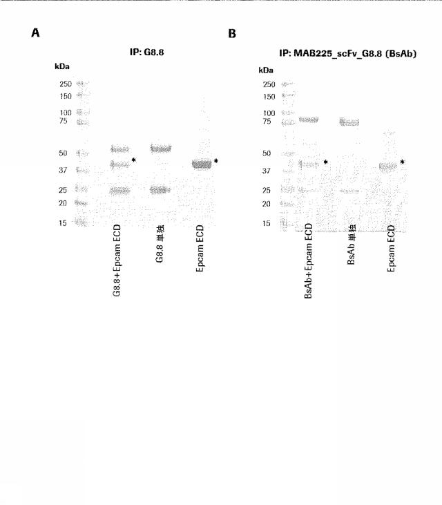 2015506954-抗原をトランスフェクトされたＴ細胞を伴う二重特異性抗体分子及び医薬におけるそれらの使用 図000016