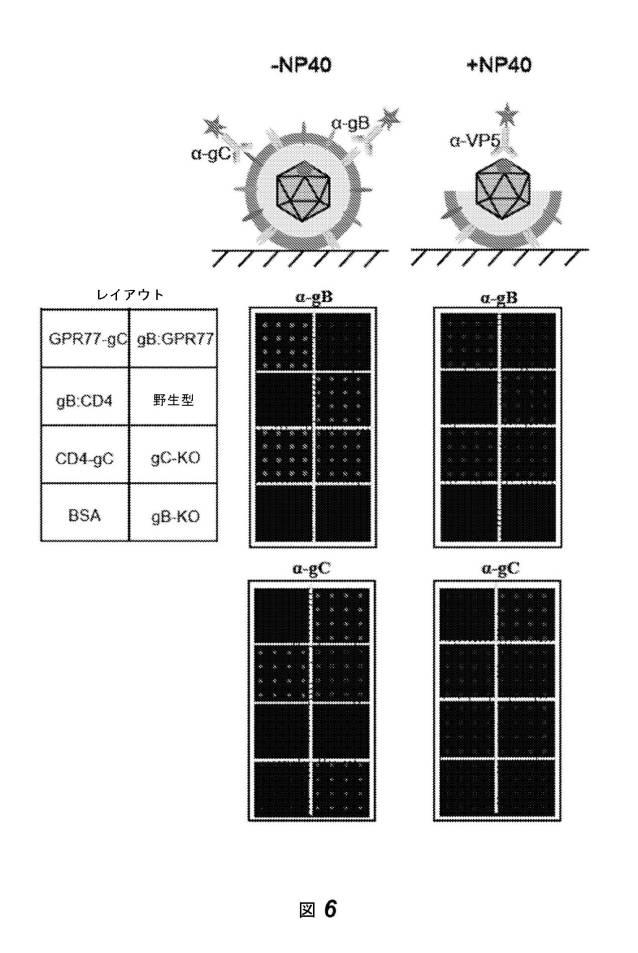 2016528486-ヒト膜蛋白質の機能および相互作用をプロファイリングするためのビリオンディスプレイアレイ 図000016