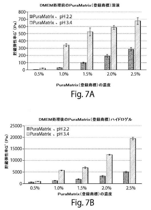 2017513928-肺大気胞を治療するための自発組織化ペプチド 図000016