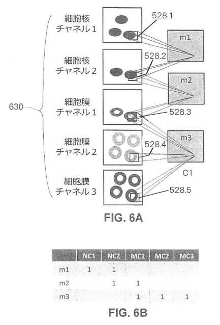 2017516992-画像内の生物学的構造及び／又はパターンの検出のためのシステム及び方法 図000016