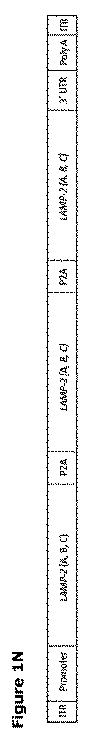 2019505588-ダノン病およびオートファジーの他の障害の治療のための方法 図000016