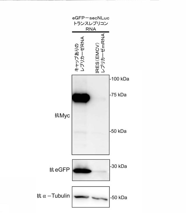 2019509048-トランス複製型ＲＮＡ 図000016