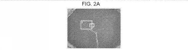 2019517480-脊髄損傷及び疼痛を処置するための抗ＲＧＭａ（Ｒｅｐｕｌｓｉｖｅ  Ｇｕｉｄａｎｃｅ  Ｍｏｌｅｃｕｌｅ  Ａ）アンタゴニスト抗体 図000016