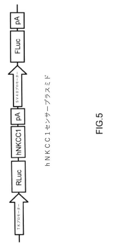 2020512842-それを必要とする対象においてＮＫＣＣ１の発現を低下させるためのベクターおよび医薬組成物、ならびに関連する治療的処置方法 図000016