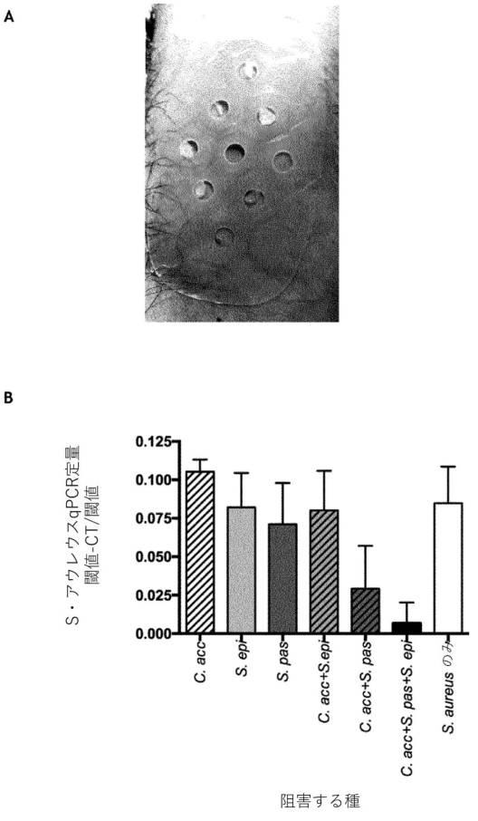 2020529463-人為的細菌コロニー形成を用いたスタフィロコッカス・アウレウスの防止のための医薬組成物および方法 図000016