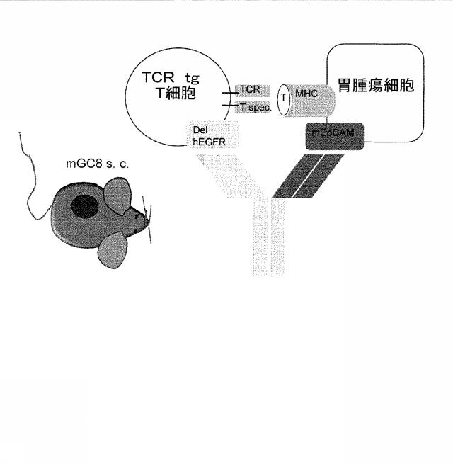 2015506954-抗原をトランスフェクトされたＴ細胞を伴う二重特異性抗体分子及び医薬におけるそれらの使用 図000017