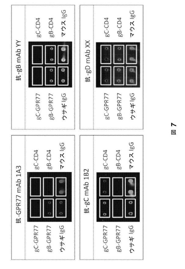 2016528486-ヒト膜蛋白質の機能および相互作用をプロファイリングするためのビリオンディスプレイアレイ 図000017