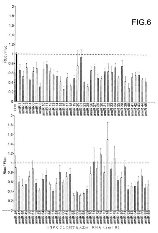 2020512842-それを必要とする対象においてＮＫＣＣ１の発現を低下させるためのベクターおよび医薬組成物、ならびに関連する治療的処置方法 図000017