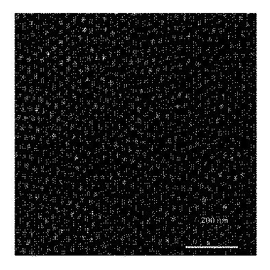 2021512943-新規なスピロノラクトン製剤およびその使用 図000017