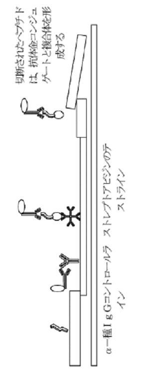 2021531763-細菌性膣炎の診断 図000017