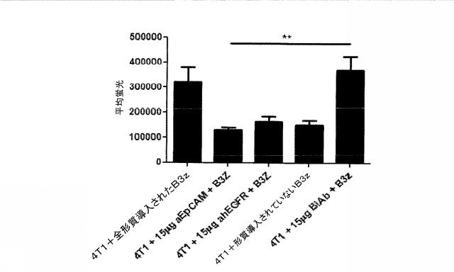 2015506954-抗原をトランスフェクトされたＴ細胞を伴う二重特異性抗体分子及び医薬におけるそれらの使用 図000018