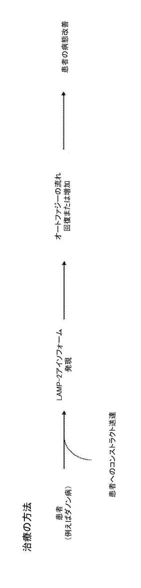 2019505588-ダノン病およびオートファジーの他の障害の治療のための方法 図000018