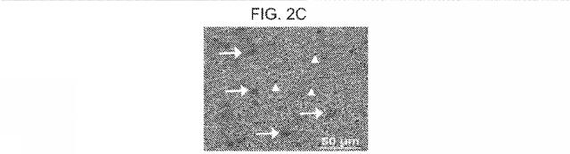 2019517480-脊髄損傷及び疼痛を処置するための抗ＲＧＭａ（Ｒｅｐｕｌｓｉｖｅ  Ｇｕｉｄａｎｃｅ  Ｍｏｌｅｃｕｌｅ  Ａ）アンタゴニスト抗体 図000018