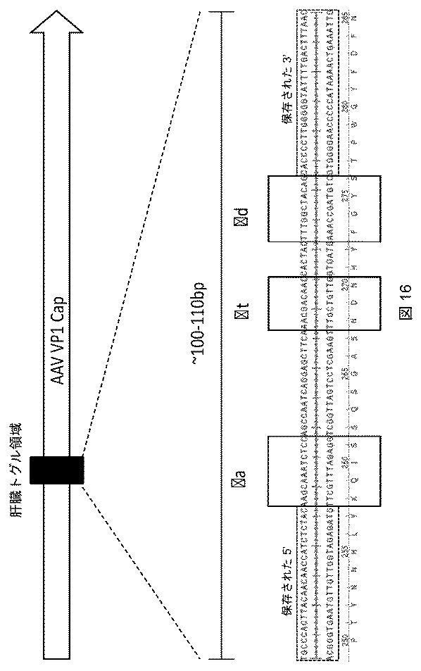 2021522827-アデノ随伴ウイルスの肝臓特異的向性 図000018