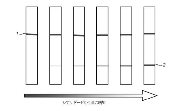 2021531763-細菌性膣炎の診断 図000018