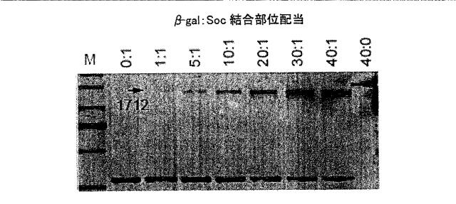 2016508732-バクテリオファージＴ４ＤＮＡパッケージングマシンを用いた遺伝子およびタンパク質のインビトロおよびインビボ送達 図000019