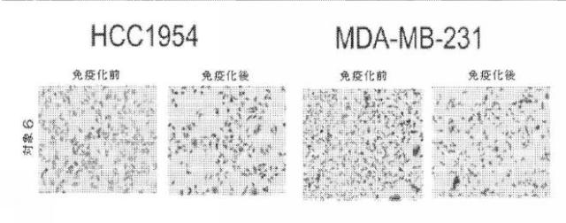 2016531120-腫瘍関連糖鎖抗原を標的として癌を治療及び予防するための組成物及び方法 図000019