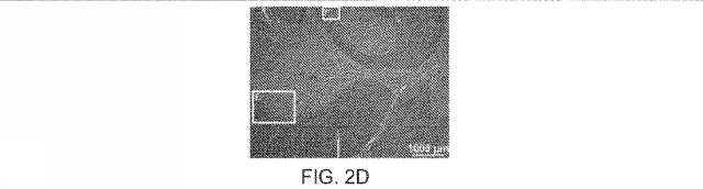 2019517480-脊髄損傷及び疼痛を処置するための抗ＲＧＭａ（Ｒｅｐｕｌｓｉｖｅ  Ｇｕｉｄａｎｃｅ  Ｍｏｌｅｃｕｌｅ  Ａ）アンタゴニスト抗体 図000019