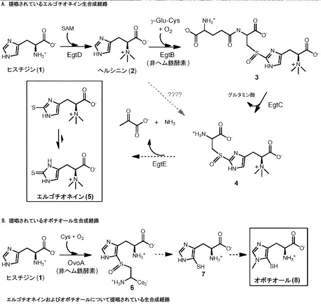 2016502859-代謝工学によるエルゴチオネイン生産法 図000020