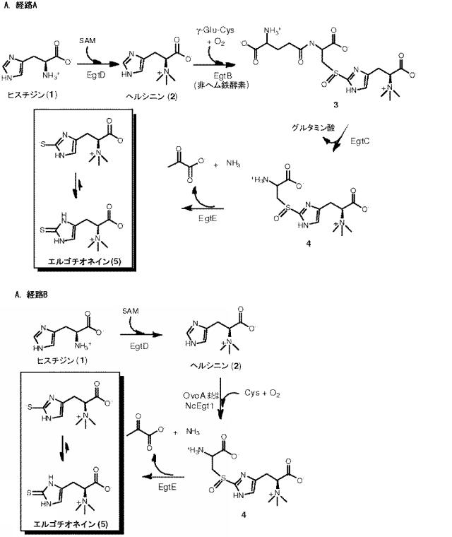 2016502859-代謝工学によるエルゴチオネイン生産法 図000021