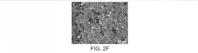 2019517480-脊髄損傷及び疼痛を処置するための抗ＲＧＭａ（Ｒｅｐｕｌｓｉｖｅ  Ｇｕｉｄａｎｃｅ  Ｍｏｌｅｃｕｌｅ  Ａ）アンタゴニスト抗体 図000021