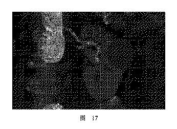 2020506452-ＨＭＤＳに基づく医学画像形成装置 図000021