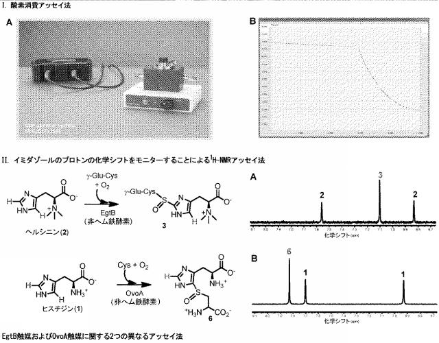 2016502859-代謝工学によるエルゴチオネイン生産法 図000022