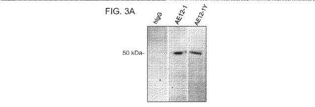 2019517480-脊髄損傷及び疼痛を処置するための抗ＲＧＭａ（Ｒｅｐｕｌｓｉｖｅ  Ｇｕｉｄａｎｃｅ  Ｍｏｌｅｃｕｌｅ  Ａ）アンタゴニスト抗体 図000022