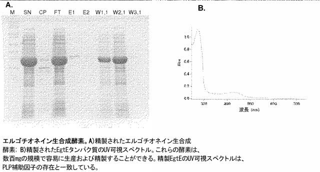 2016502859-代謝工学によるエルゴチオネイン生産法 図000023