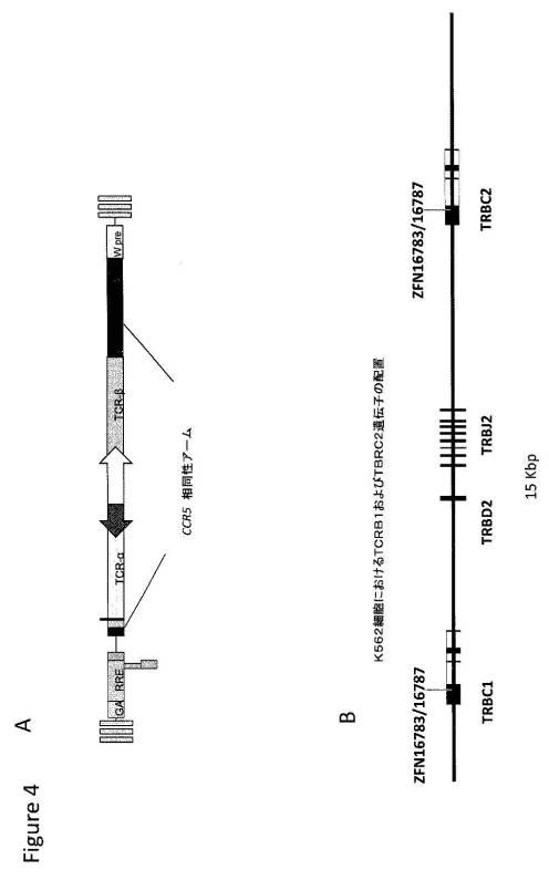 2016515822-操作されたジンクフィンガータンパク質ヌクレアーゼを使用するＴ細胞受容体遺伝子の標的化された破壊 図000023