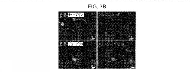 2019517480-脊髄損傷及び疼痛を処置するための抗ＲＧＭａ（Ｒｅｐｕｌｓｉｖｅ  Ｇｕｉｄａｎｃｅ  Ｍｏｌｅｃｕｌｅ  Ａ）アンタゴニスト抗体 図000023