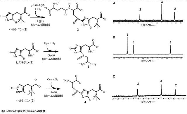 2016502859-代謝工学によるエルゴチオネイン生産法 図000024