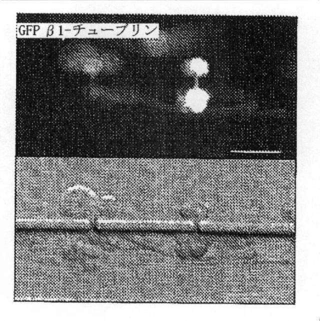 2016510212-バイオミメティック流体プロセスの系および方法 図000024