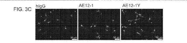 2019517480-脊髄損傷及び疼痛を処置するための抗ＲＧＭａ（Ｒｅｐｕｌｓｉｖｅ  Ｇｕｉｄａｎｃｅ  Ｍｏｌｅｃｕｌｅ  Ａ）アンタゴニスト抗体 図000024