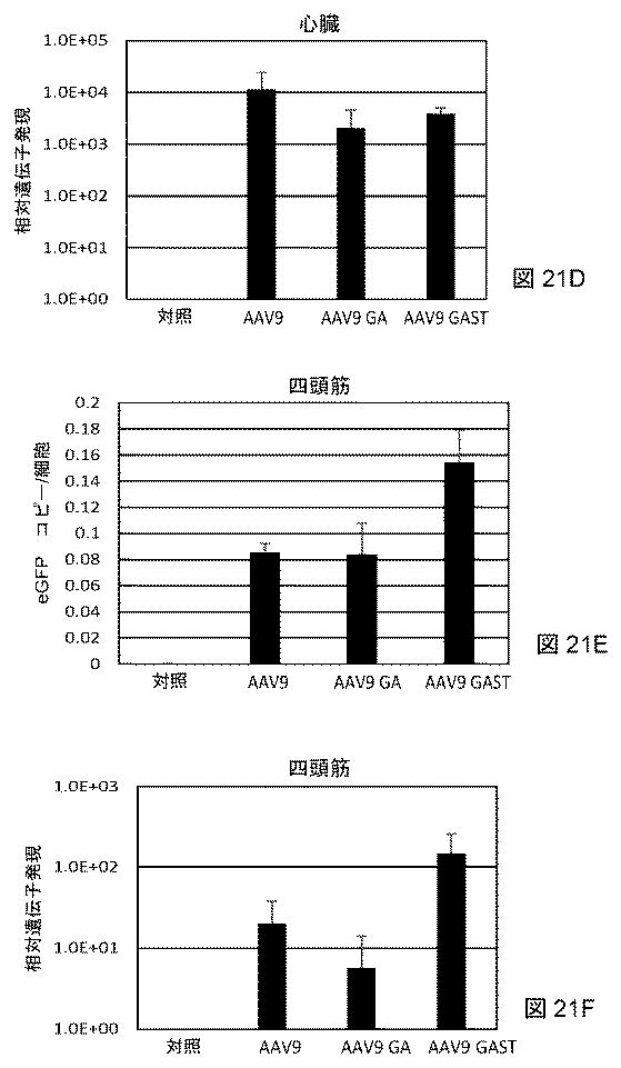 2021522827-アデノ随伴ウイルスの肝臓特異的向性 図000024