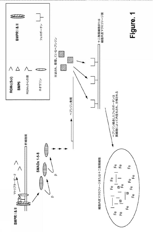 2015502753-鉄関連障害を診断および治療するための組成物および方法 図000025