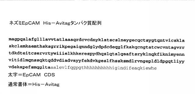 2015506954-抗原をトランスフェクトされたＴ細胞を伴う二重特異性抗体分子及び医薬におけるそれらの使用 図000025