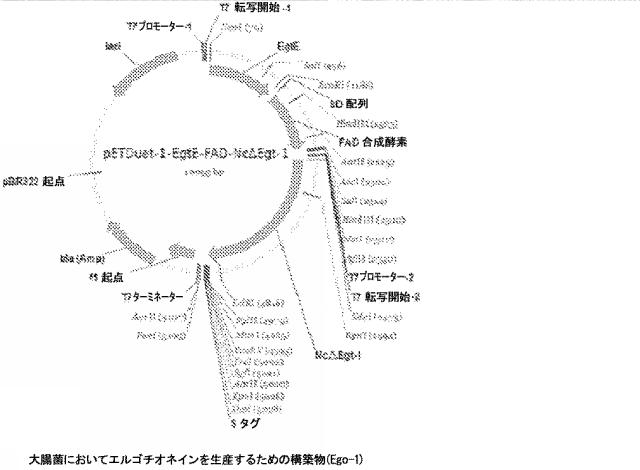 2016502859-代謝工学によるエルゴチオネイン生産法 図000025