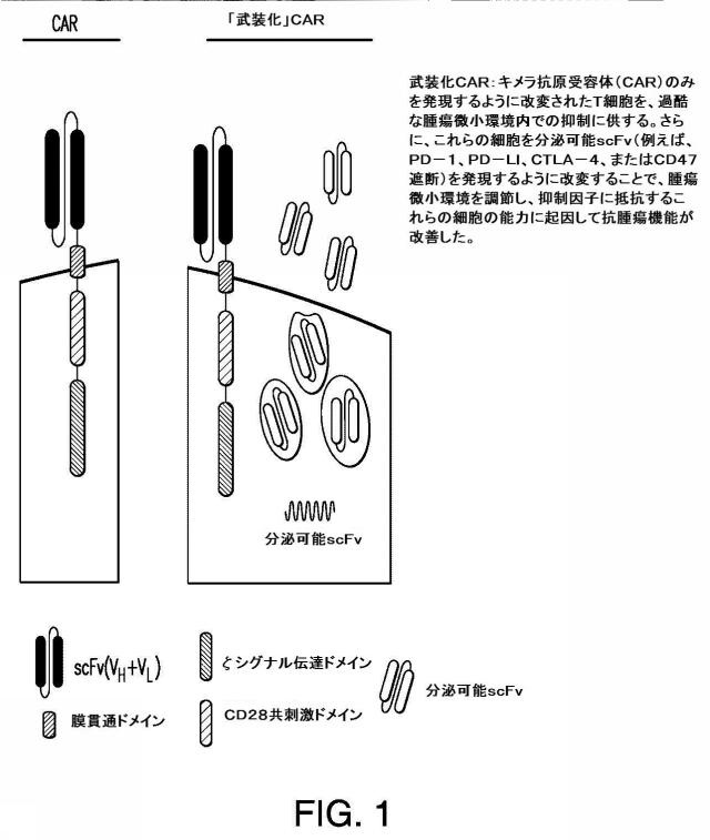 2016508728-免疫療法のための組成物および方法 図000025