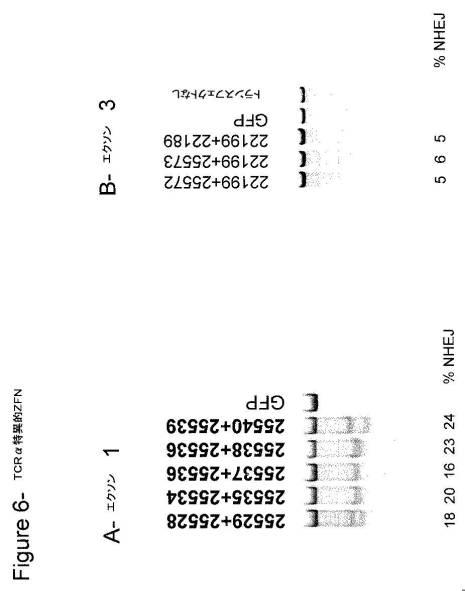 2016515822-操作されたジンクフィンガータンパク質ヌクレアーゼを使用するＴ細胞受容体遺伝子の標的化された破壊 図000025