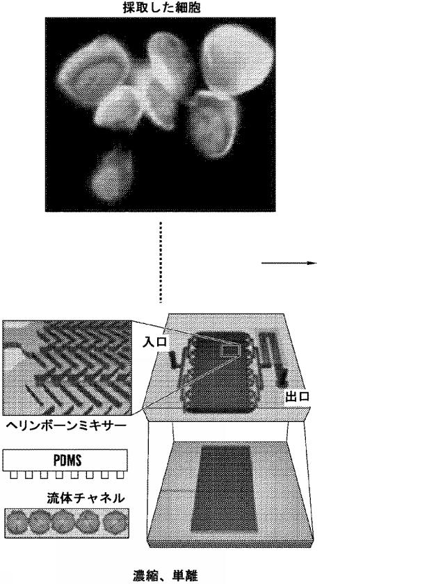 2016525344-標的分子のマルチプレックス検出のための方法、キット、およびシステム、ならびにそれらの使用 図000025