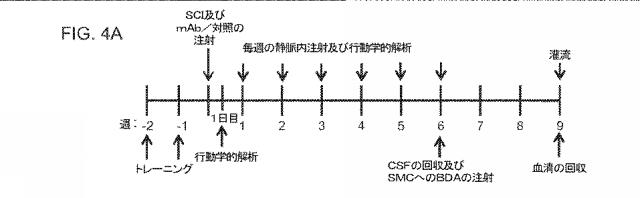 2019517480-脊髄損傷及び疼痛を処置するための抗ＲＧＭａ（Ｒｅｐｕｌｓｉｖｅ  Ｇｕｉｄａｎｃｅ  Ｍｏｌｅｃｕｌｅ  Ａ）アンタゴニスト抗体 図000025