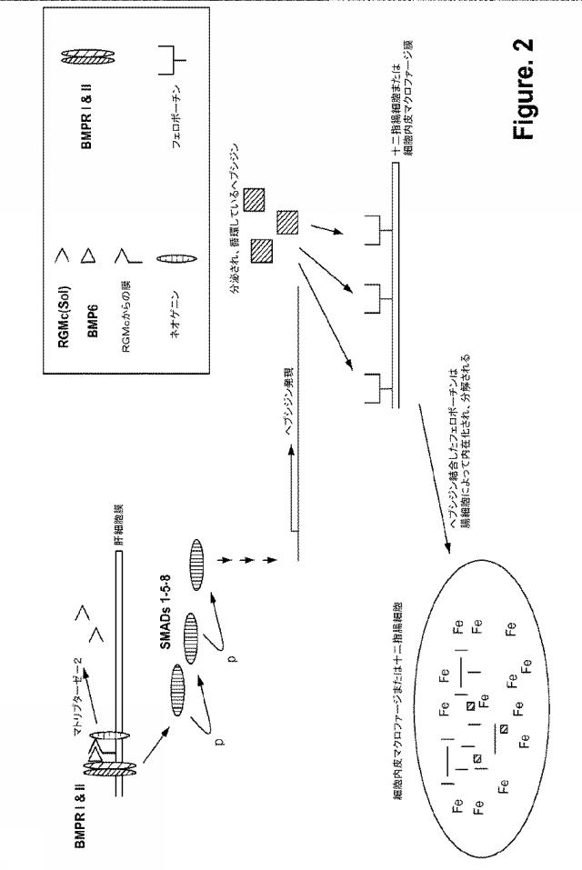2015502753-鉄関連障害を診断および治療するための組成物および方法 図000026