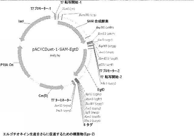 2016502859-代謝工学によるエルゴチオネイン生産法 図000026