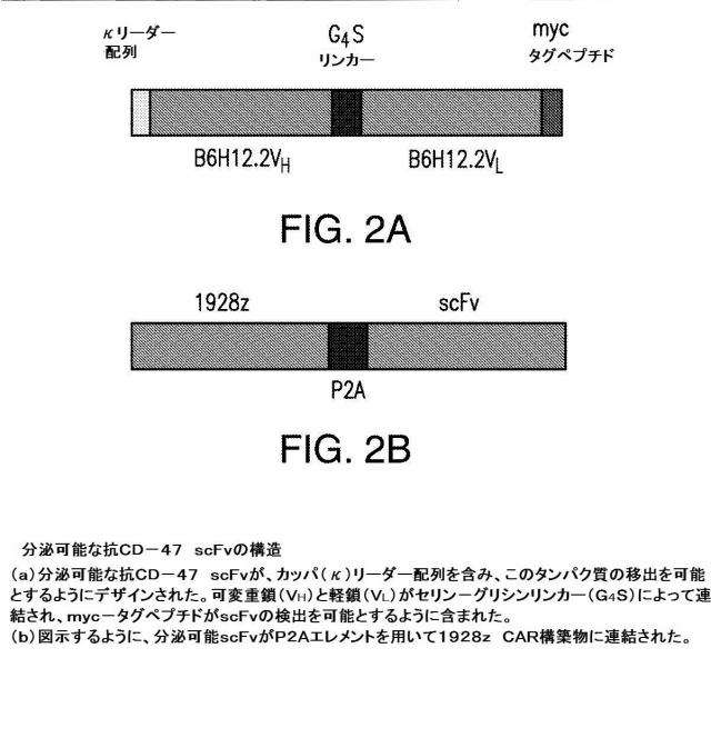 2016508728-免疫療法のための組成物および方法 図000026
