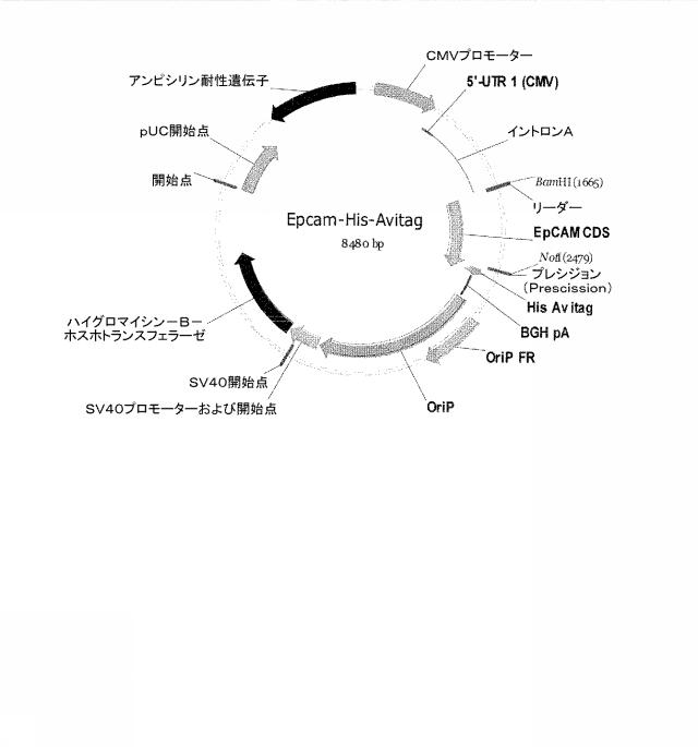 2015506954-抗原をトランスフェクトされたＴ細胞を伴う二重特異性抗体分子及び医薬におけるそれらの使用 図000027