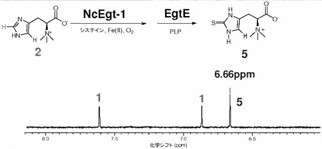 2016502859-代謝工学によるエルゴチオネイン生産法 図000027