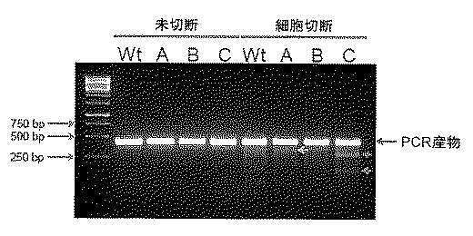 2017521079-生殖系列細胞を切除するＮＡＮＯＳノックアウト 図000028