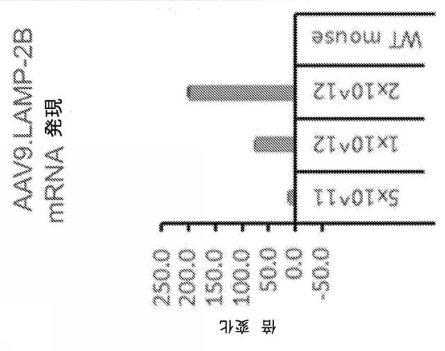 2019505588-ダノン病およびオートファジーの他の障害の治療のための方法 図000028