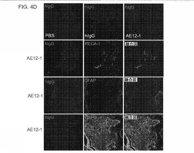 2019517480-脊髄損傷及び疼痛を処置するための抗ＲＧＭａ（Ｒｅｐｕｌｓｉｖｅ  Ｇｕｉｄａｎｃｅ  Ｍｏｌｅｃｕｌｅ  Ａ）アンタゴニスト抗体 図000028